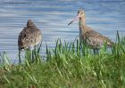 bTgodwit_240910y.jpg