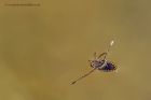 backswimmer_040612d.jpg