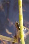 backswimmer_150413b.jpg