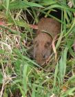 Filename=bankvole_1004b.jpg
Filesize=169KB
Dimensions=627x800
Date added=Aug 10, 2008 bankvole_1004b.jpg