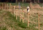 barnOwl_030311a.jpg