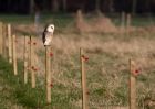 Filename=barnOwl_030311c.jpg
Filesize=258KB
Dimensions=1000x714
Date added=Mar 04, 2011 barnOwl_030311c.jpg