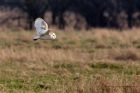 barnOwl_030311e.jpg