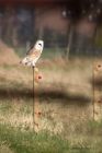 barnOwl_030311g.jpg