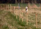 barnOwl_030311h.jpg