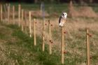 barnOwl_030311m.jpg