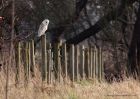 barnOwl_030311p.jpg