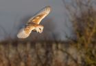 Filename=barnOwl_060109b.jpg
Filesize=138KB
Dimensions=800x559
Date added=Jan 07, 2009 barnOwl_060109b.jpg