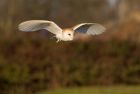 barnOwl_060109e.jpg