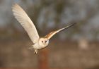 barnOwl_060109f.jpg