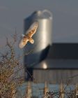 Filename=barnOwl_060109j.jpg
Filesize=170KB
Dimensions=640x800
Date added=Jan 07, 2009 barnOwl_060109j.jpg