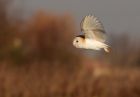 barnOwl_060109m.jpg