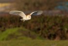 barnOwl_060109o.jpg