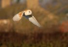 barnOwl_060109p.jpg