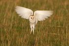 barnOwl_060109t.jpg