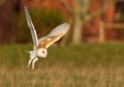 barnOwl_060109u.jpg