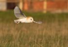 barnOwl_060109v.jpg