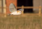 barnOwl_060109w.jpg