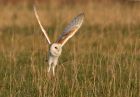 barnOwl_060109y.jpg