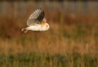 barnOwl_060109za.jpg