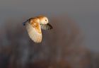 barnOwl_060109zb.jpg