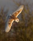 barnOwl_060109zc.jpg