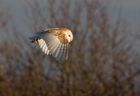 barnOwl_060109zd.jpg