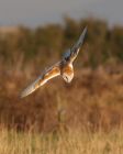 barnOwl_060109ze.jpg