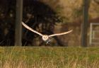 barnOwl_060109zf.jpg