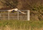 barnOwl_060109zg.jpg