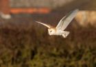 barnOwl_060109zi.jpg