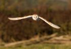 barnOwl_060109zj.jpg