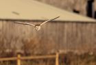 barnOwl_060109zn.jpg