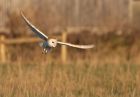 barnOwl_060109zo.jpg