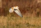 barnOwl_060109zp.jpg