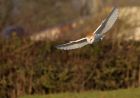 barnOwl_060109zr.jpg