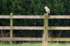 barnOwl_140112a.jpg