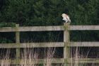 barnOwl_140112i.jpg