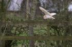 barnOwl_140112zd.jpg