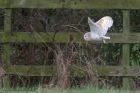 barnOwl_140112ze.jpg