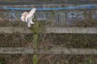 barnOwl_140112zi.jpg