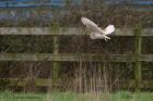 barnOwl_140112zj.jpg