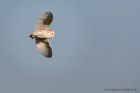 barnOwl_160112a.jpg