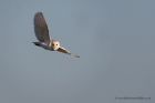 barnOwl_160112b.jpg