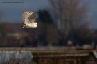 barnOwl_160112c.jpg