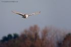 barnOwl_160112e.jpg