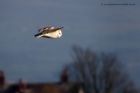 barnOwl_160112i.jpg