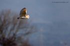 barnOwl_160112j.jpg