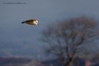 barnOwl_160112k.jpg