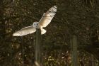 Filename=barnOwl_270213b.jpg
Filesize=214KB
Dimensions=1000x667
Date added=Mar 26, 2013 barnOwl_270213b.jpg